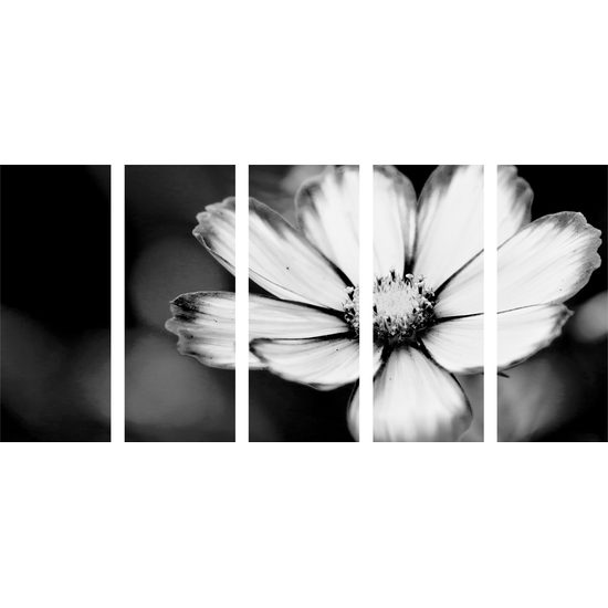 5-dielny obraz jedinečný kvet krasuľky v čiernobielom prevedení
