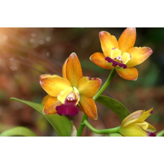 Obraz unikátna zlatá orchidea