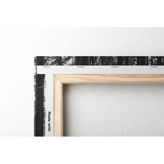 Obraz lúče slnka medzi stromami v čiernobielom prevedení