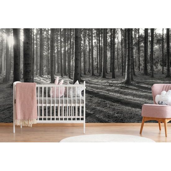 Samolepiaca fototapeta čiernobiele kúzlo ranného lesa