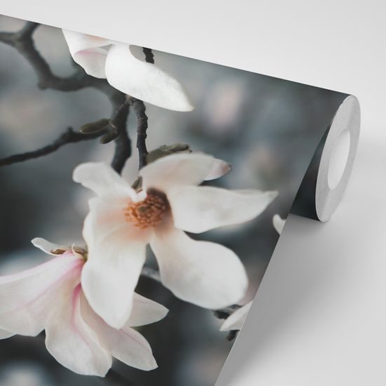 Samolepiaca fototapeta kvitnúca magnólia