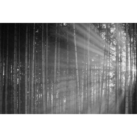 Obraz slnko vykúkajúce pomedzi stromy v čiernobielom prevedení