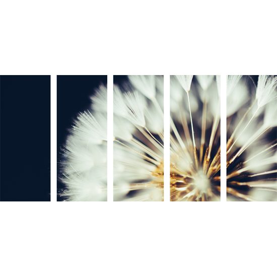 5-dielny obraz nádherný detail púpavy