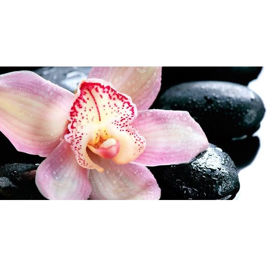 Obraz ružový kvet orchidei medzi wellness kameňmi