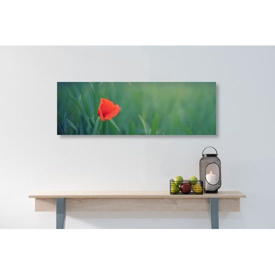 Obraz osamelý vlčí mak na lúke