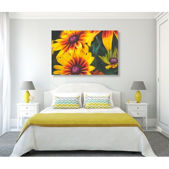 Obraz žiarivé kvety rudbekie