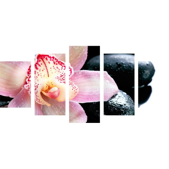 5-dielny obraz ružový kvet orchidei