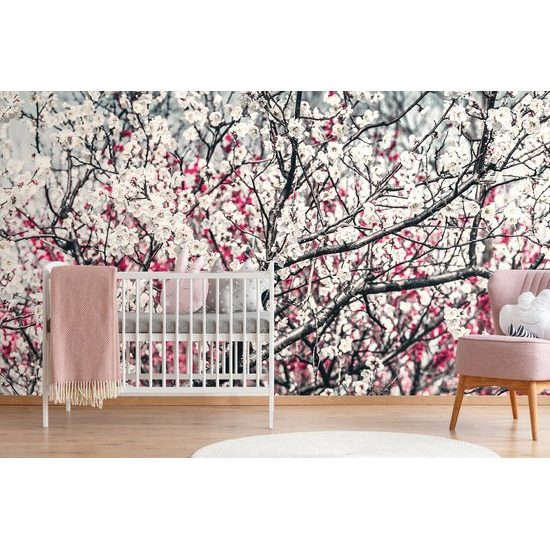 Samolepiaca fototapeta broskyňový strom plný kvetov