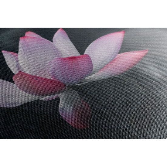 Obraz nádherny kvet