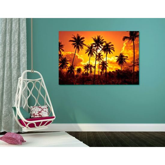 Obraz kokosové palmy v žiare slnka