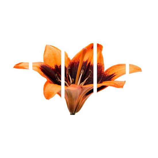 5-dielny obraz nevšedná ľalia