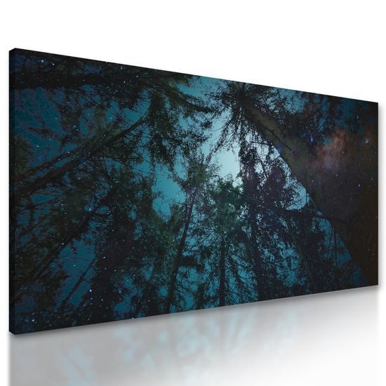 Obraz nočná obloha medzi korunami stromov