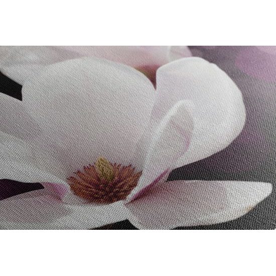 Obraz magnólia v rozkvete