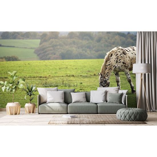 Fototapeta pasúci sa kôň