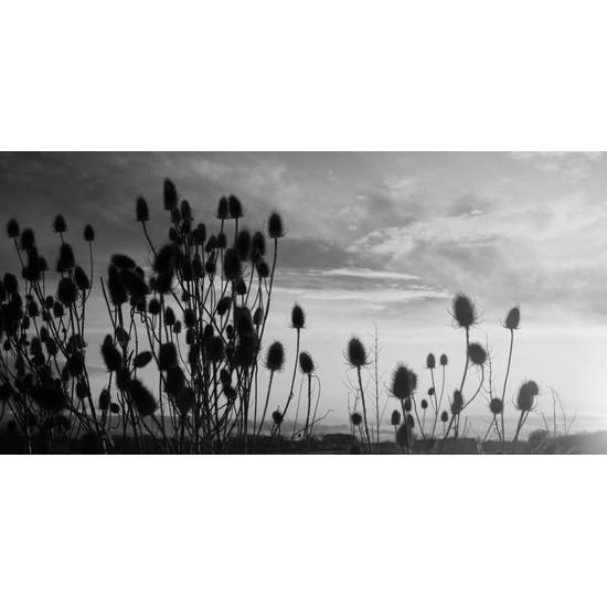 Obraz západ slnka za steblami trávy v čiernobielom prevedení