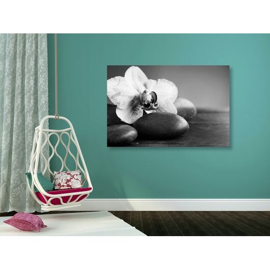Obraz zaujímavo sfarbená orchidea a Zen kamene v čiernobielom prevedení