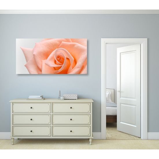 Obraz precízny detail na nádhernú ružu