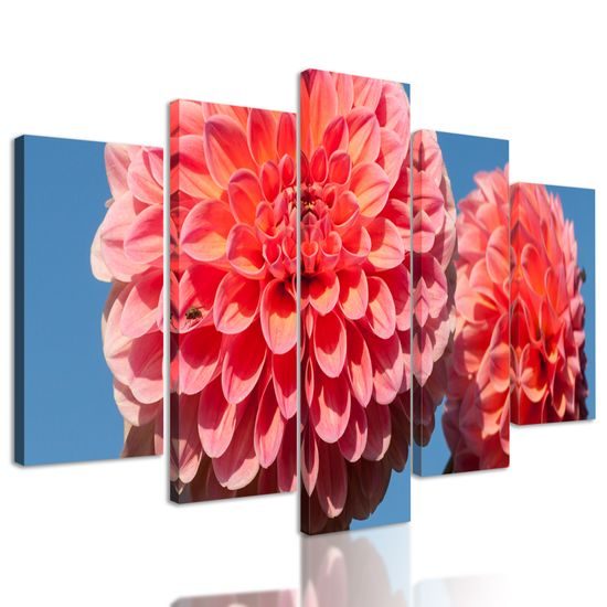 5-dielny obraz romantická ružová dália