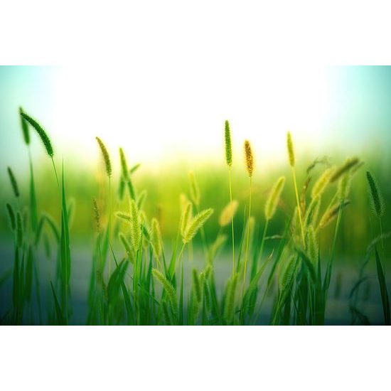 Samolepiaca tapeta steblá trávy s nádychom zelenej