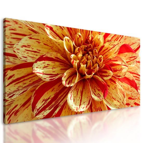 Obraz ohromná dália