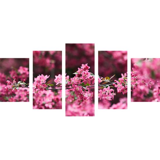 5-dielny obraz ružové kvety v rozkvete