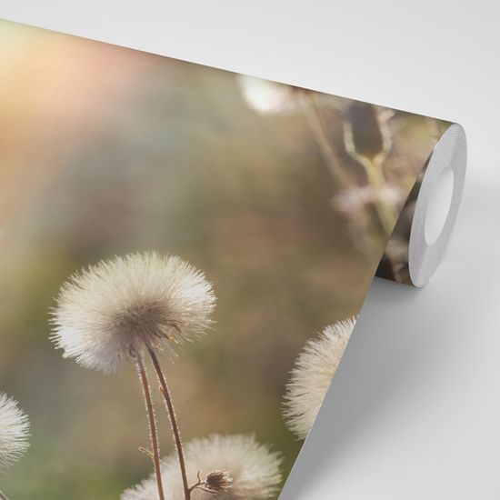 Samolepiaca fototapeta lúka pri východe slnka