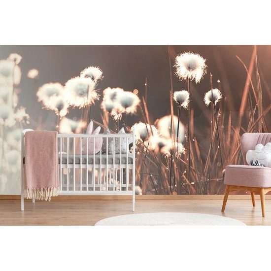 Samolepiaca fototapeta bavlnená tráva v prebúdzajúcej sa prírode