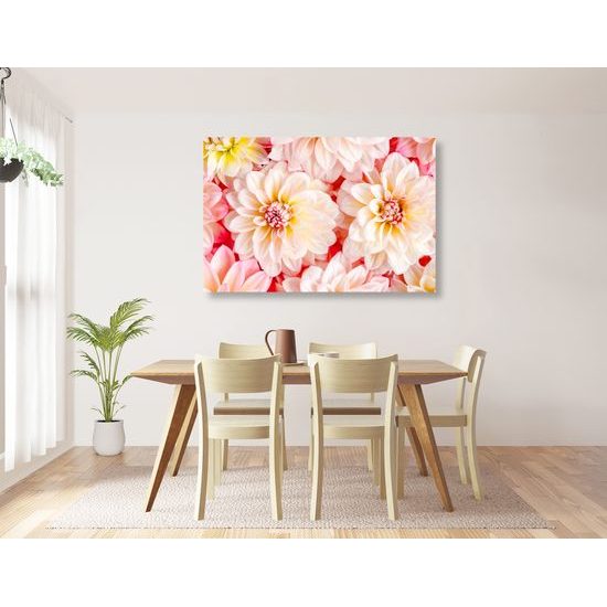 Obraz rozkvitnuté dálie v teplých farbách