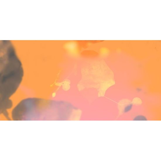 Obraz nádherný lipový list pri západe slnka