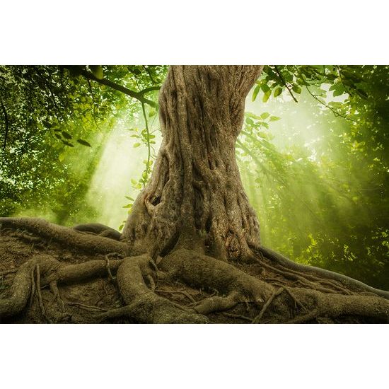 Tapeta mohutné korene stromu