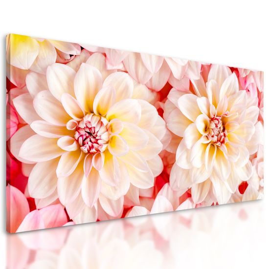 Obraz jemné rozkvitnuté dálie