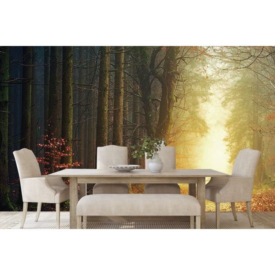 Fototapeta cesta lesom