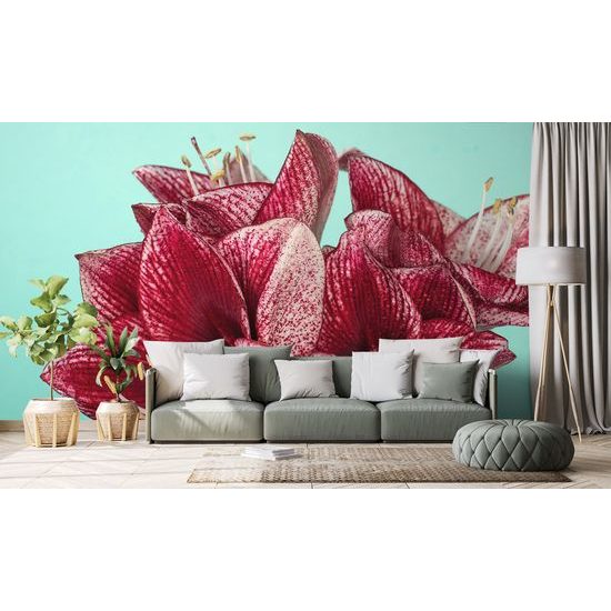 Samolepiaca fototapeta okúzľujúci kvet amarylky