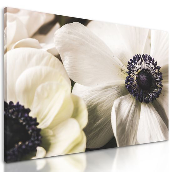 Obraz detailné zobrazenie bielych kvetov