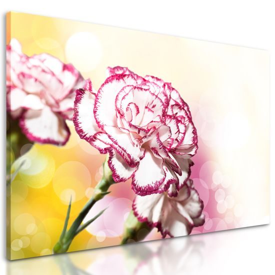 Obraz rozkvitnutý karafiát