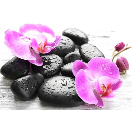 Obraz harmónia orchidey a kameňov