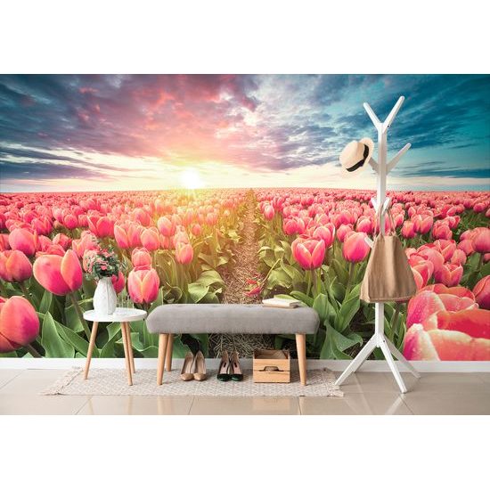 Samolepiaca tapeta východ slnka nad tulipánovým poľom