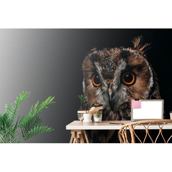 Samolepiaca fototapeta osamelá sova