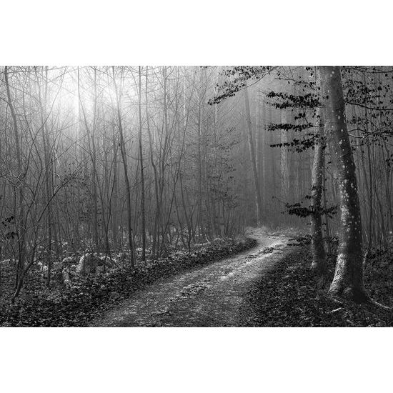 Samolepiaca fototapeta čiernobiela rozprávková cesta lesom