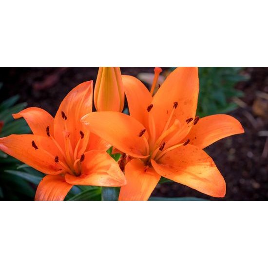 Obraz oranžová dália