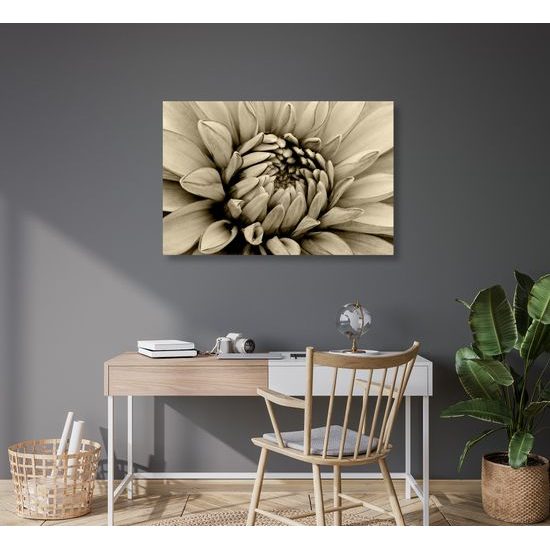 Obraz perfektný detail na kvet dálie v sépiovom prevedení