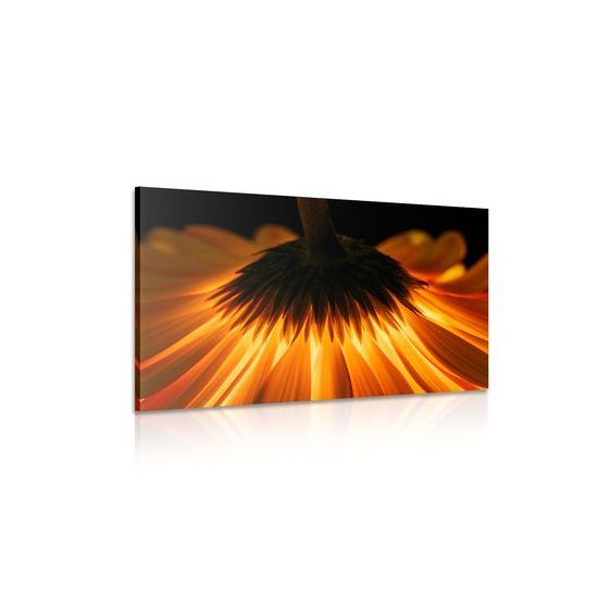 Obraz žiarivá gerbera