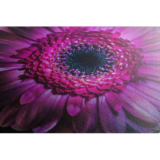 Obraz detail gerbery