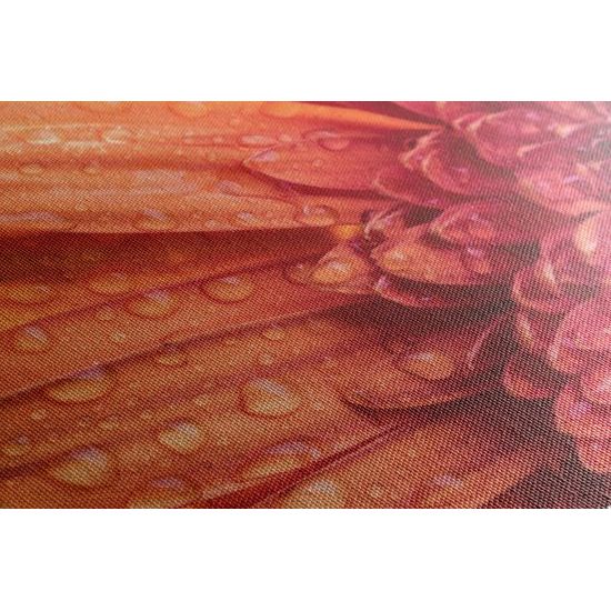 Obraz ranná rosa na nádhernej gerbere