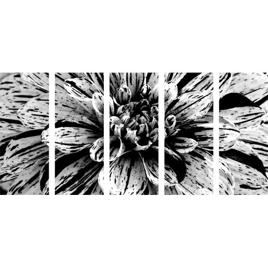 5-dielny obraz ohromná dália v čiernobielom prevedení