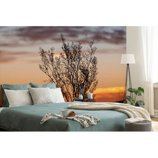 Samolepiaca fototapeta krík pri západe slnka