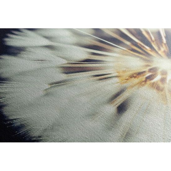 Obraz nádherný detail púpavy