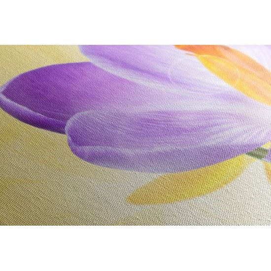 Obraz nežný šafrán