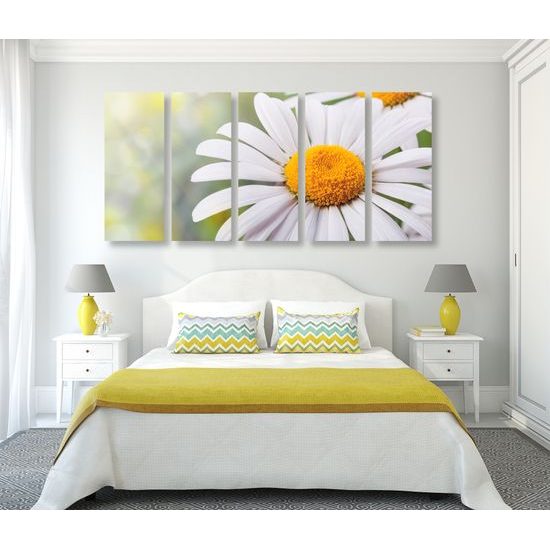 5-dielny obraz rozkvitnuté margarétky