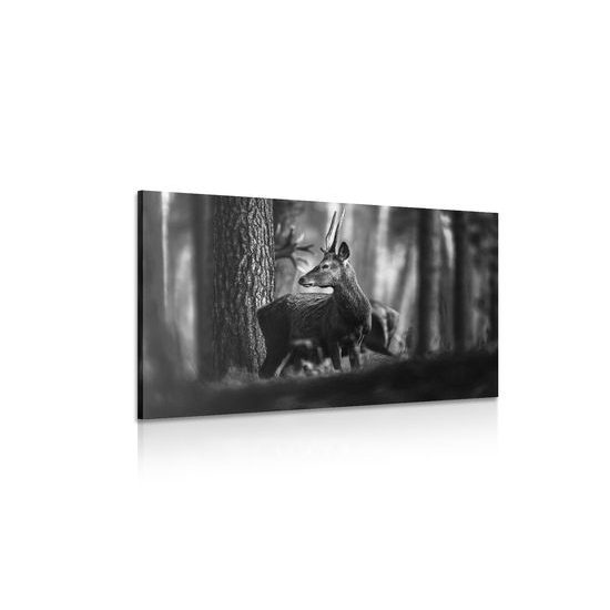 Obraz mladý jeleň uprostred lesa v čiernobielom prevedení